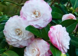 camelia 1